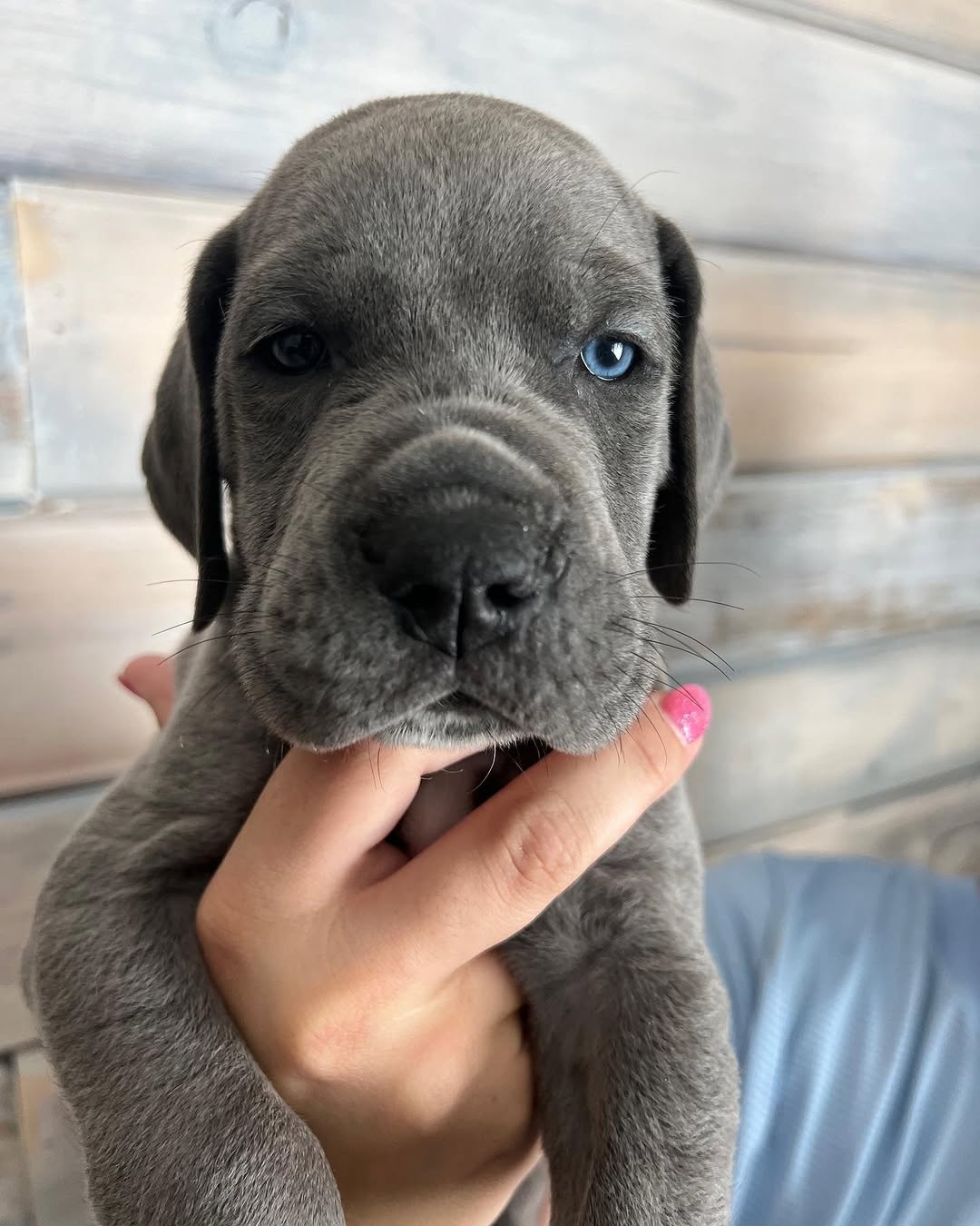 Merle Great Dane Name: Marquiz