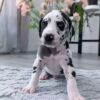 Piebald Marle Great Dane