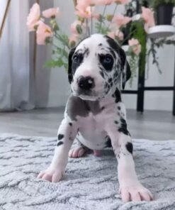 Piebald Marle Great Dane