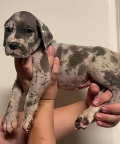 Harlequin great dane - Name: Leona