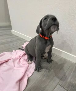 Great dane puppy - Name: Gordon