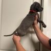 Black Great Dane