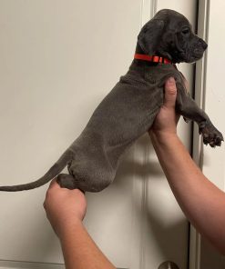Black great dane - Name: Scout