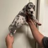 Merle Mantle Great Dane