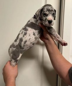 Great dane dog - Name: Porter