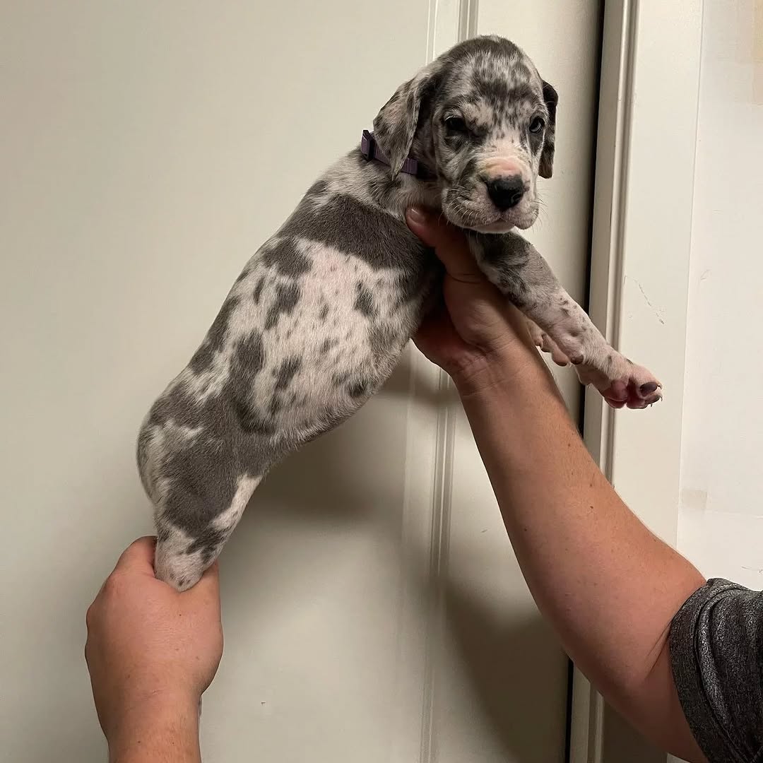 Merle Mantle Great Dane