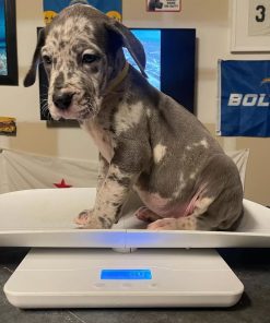 Great dane pet - Name: Odessa