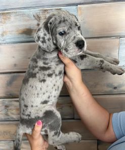 Great dane harlequin - Name: Jackie