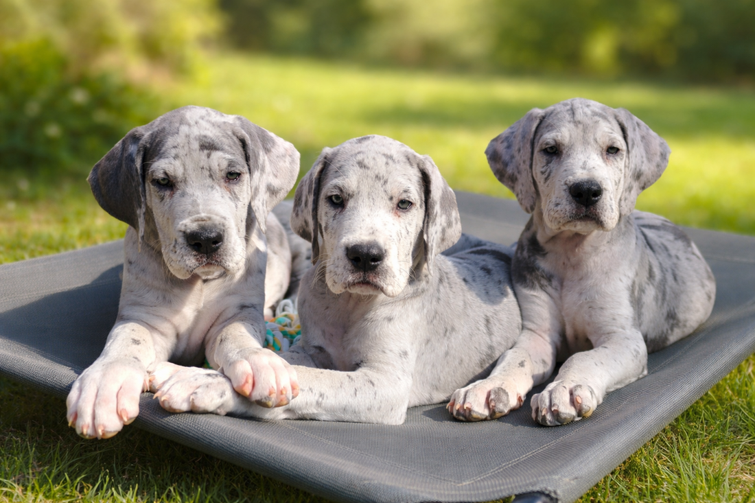 great dane puppies