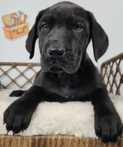 Black Great Dane