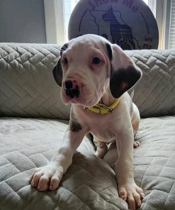 Merlequin Great Dane